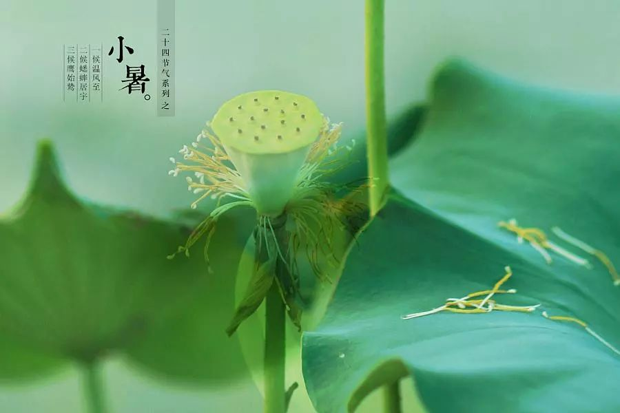 倏忽溫風至，因循小暑來!